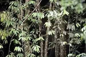 Guan Prints: Crested Guan - Venzuela