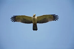 Images Dated 15th June 2008: Crested Honey Buzzard - in flight
