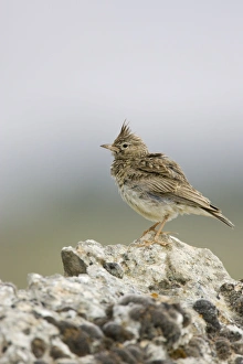 Images Dated 14th June 2005: Crested Lark