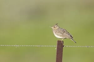 Crested Lark - adult perching on a fence post