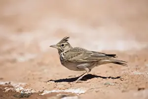 Crested Lark - on ground - Spain