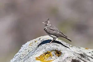 Lesvos Prints: Crested Lark - perched on rock - Lesvos