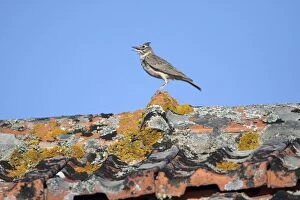 Images Dated 21st April 2009: Crested Lark - perched on roof singing, Alentejo, Portugal