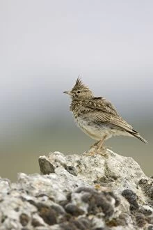 Crested Lark - Perched on a stone