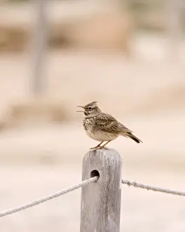 Cyprus Prints: Crested Lark – singing on post Cyprus 004022