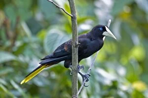 Crested Oropendola - on branch