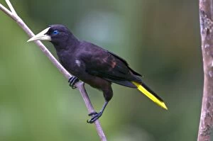 Images Dated 5th December 2008: Crested Oropendola - on branch