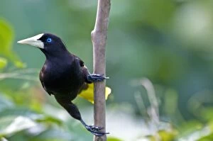 Images Dated 3rd December 2008: Crested Oropendola - On branch - Asa Wright Centre - Trinidad