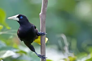 Trinidad Prints: Crested Oropendola - On branch - Asa Wright Centre - Trinidad