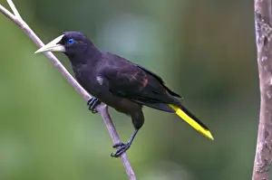 Crested Oropendola - on branch - Asa Wright Centre - Trinidad