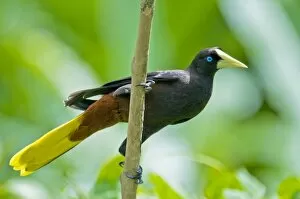 Images Dated 3rd December 2008: Crested Oropendola - on branch showing underside - Asa Wright Centre - Trinidad