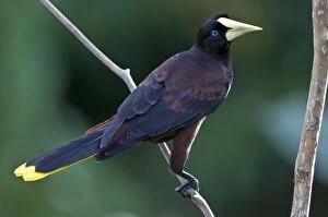 Crested Oropendola - on branch back view