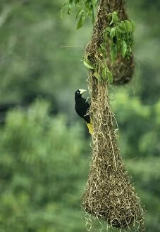 Images Dated 2nd December 2004: Crested Oropendola Female on nest. Roraima, Brazil, South America