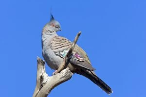 Crested Pigeon - adult pigeon sitting on a dead tree branch looking out
