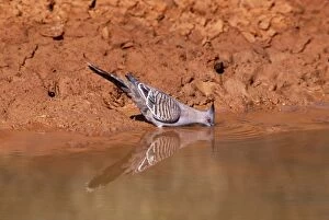 Images Dated 25th June 2004: Crested Pigeon Drinking, Australia