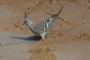 Crested Pigeon - Drinking at a drying pool. At Lajamanu an aboriginal settlement on the northern edge of the Tanami Desert, Northern Territory, Australia