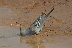Crested Pigeon - Drinking at a drying pool