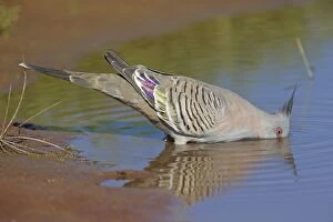 Images Dated 18th March 2010: Crested Pigeon - drinking at pool