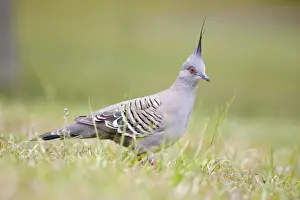 Crested Pigeon Groundlevel image. Queensland, Australia