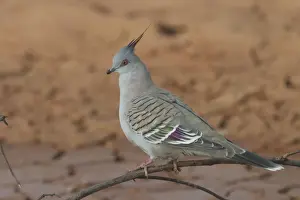 Crested Pigeon At Lajamanu an aboriginal settlement on the northern edge of the Tanami Desert, Northern Territory, Australia. Inhabits woodlands, shrublands, country towns, roadside trees, farmlands, stockyards. Always in reach of water