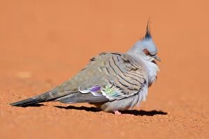 Images Dated 31st May 2008: Crested Pigeon - lateral view of a crested pigeon sitting in red sand