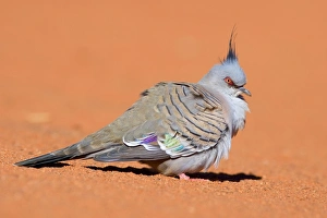 Images Dated 31st May 2008: Crested Pigeon - lateral view of a crested pigeon sitting in red sand