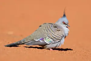 Crested Pigeon - lateral view of a crested pigeon sitting in red sand - Northern Territory, Australia