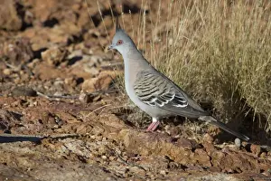 Crested Pigeon - near Ti Tree - Northern Territory - Australia