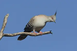 Crested Pigeon - near Ti Tree - Northern Territory - Australia