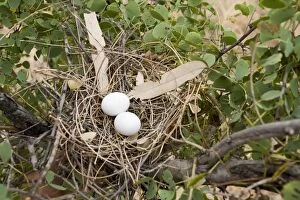 Crested Pigeon nest