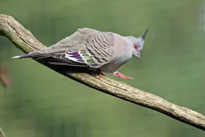 Crested Pigeon - walking down branch, crooning. Dortmund, Germany