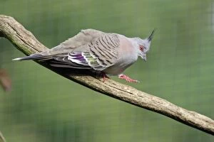 Crested Pigeon - walking down branch, crooning