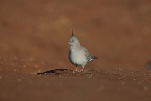 Crested Pigeon - walking on the ground - At Papunya