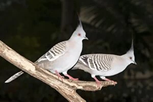 Images Dated 16th July 2008: Crested Pigeons - pair wait near a bird feeder for their early morning feed