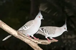 Bars Prints: Crested Pigeons - pair wait near a bird feeder for their early morning feed