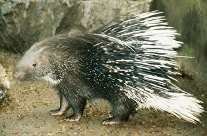 Images Dated 23rd April 2004: Crested Porcupine