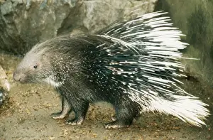 Crested Porcupine
