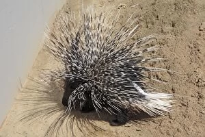 Crested Porcupine - with quills raised in defense position
