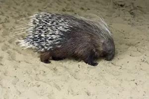Porcupine Prints: Crested Porcupine - searching for food, Emmen, Holland