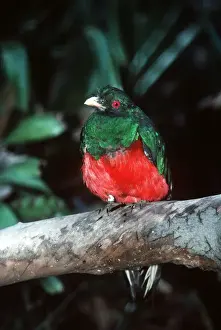 Quetzal Prints: Crested Quetzal - male