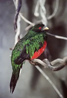Perching Prints: Crested Quetzal - male Distribution: Venezuela, Peru, Ecuador, Bolivia, Columbia