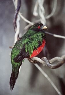 Crested QUETZAL - male, side view