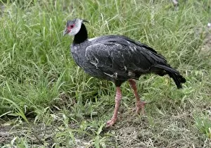Images Dated 1st May 2004: Crested screamer