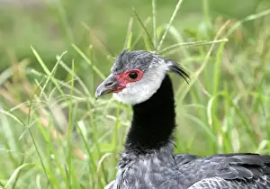 Crested Screamer. Venezuela
