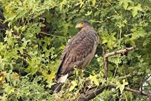 Images Dated 22nd October 2008: Crested Serpent Eagle