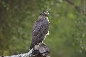 Images Dated 13th November 2008: Crested Serpent Eagle