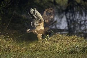 Crested Serpent Eagle - with caught snake