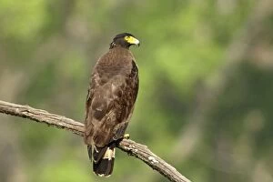 Images Dated 20th May 2007: Crested Serpent Eagle, Corbett National Park, Uttaranchal, India