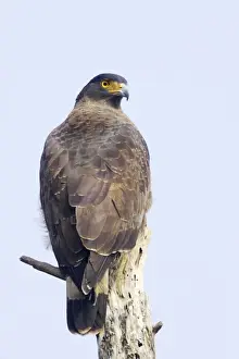 Crested Serpent Eagle - Keoladeo Ghana National Park - Bharatpur - Rajasthan - India BI017640