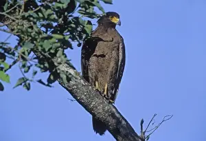 Crested Serpent Eagle - In tree, Corbett National Park, India